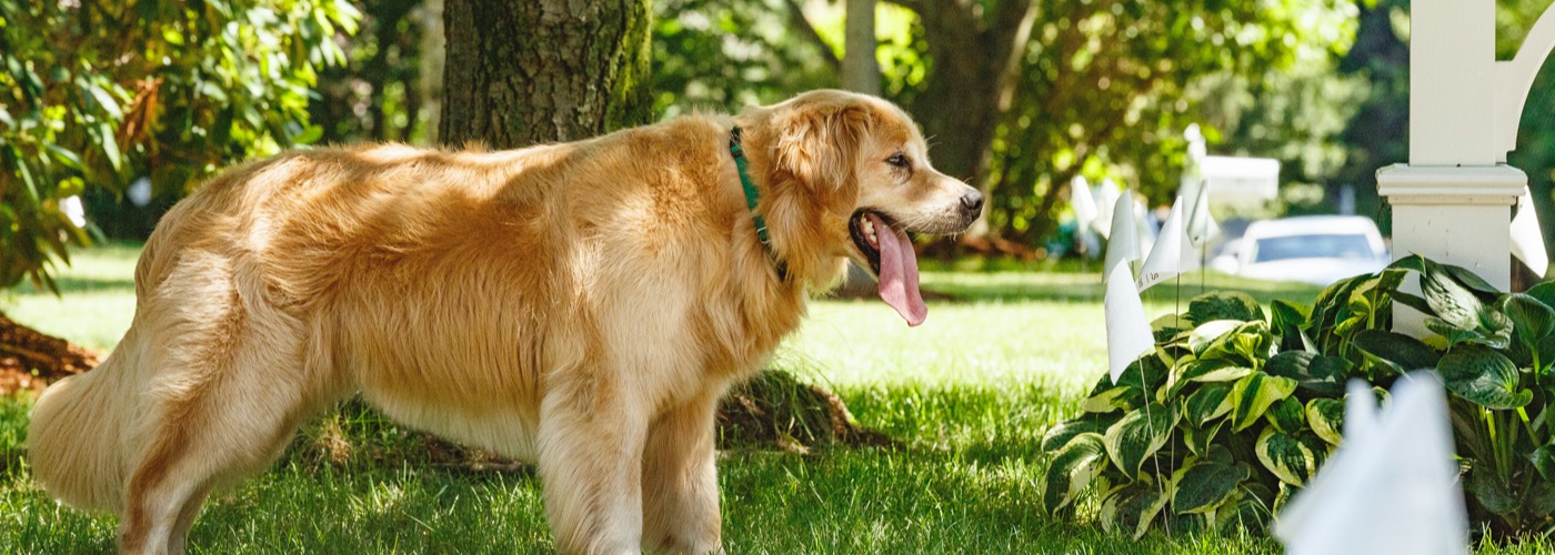 DogWatch of Southern Connecticut, Fairfield, Connecticut | Outdoor Hidden Dog Fences Slider Image