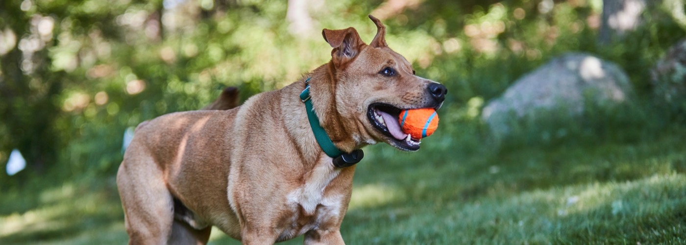 DogWatch of Southern Connecticut, Fairfield, Connecticut | ProFenceX Slider Image